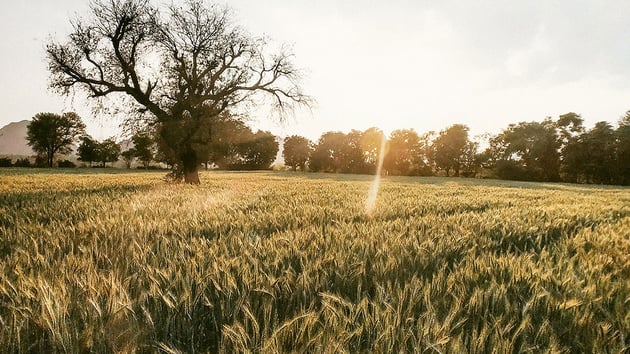 SettleMint India concludes blockchain pilot project with India's largest Integrated Agri Business Enterprise - ITC Agri Business