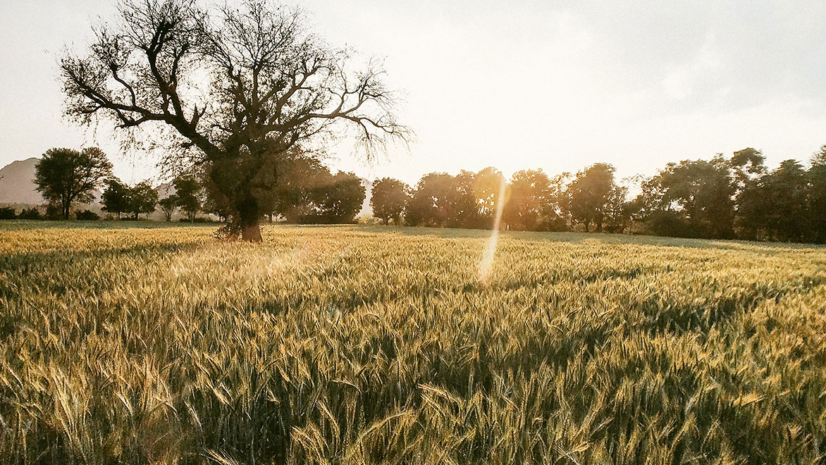 SettleMint India concludes blockchain pilot project with India's largest Integrated Agri Business Enterprise - ITC Agri Business